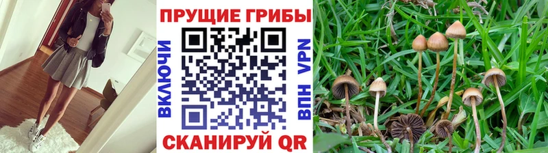 Псилоцибиновые грибы MAGIC MUSHROOMS  Шумиха 
